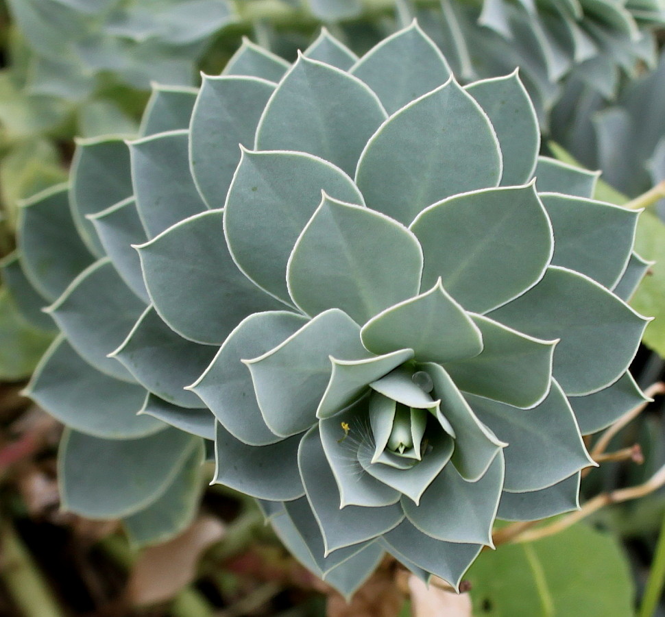Изображение особи Euphorbia myrsinites.