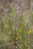 Chamaenerion angustifolium. Верхушка плодоносящего растения. Карельский перешеек, окр. Сертолово. 20.09.2008.