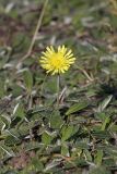 Pilosella officinarum
