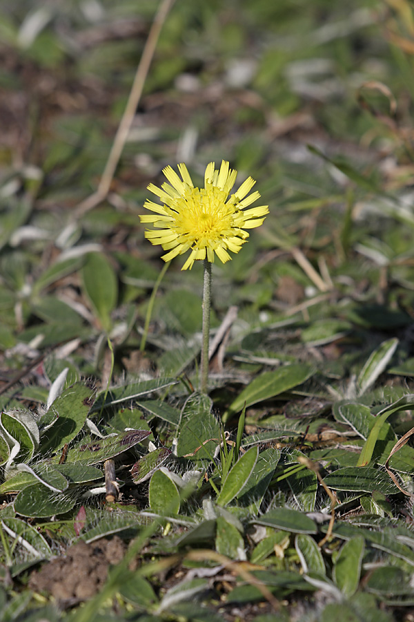 Изображение особи Pilosella officinarum.