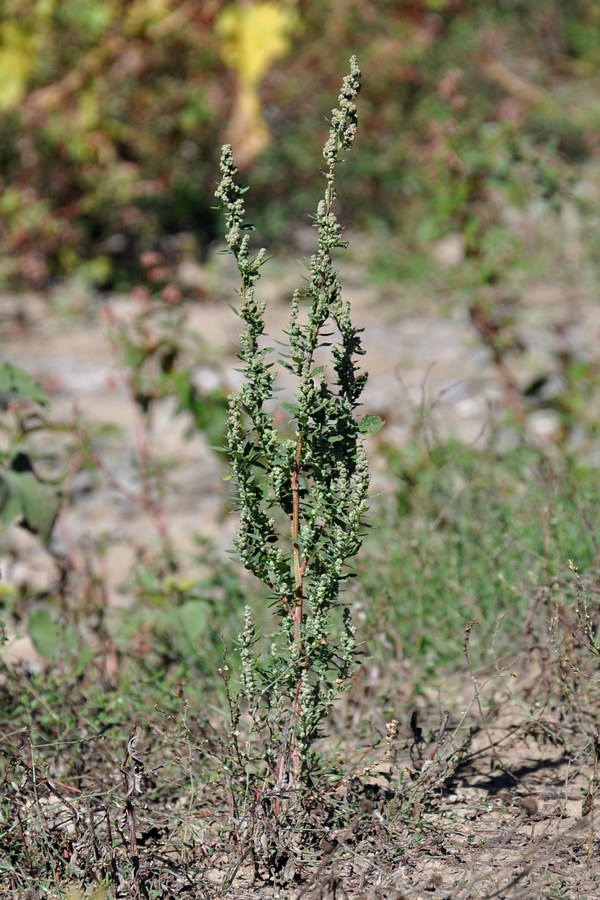 Изображение особи Chenopodium zerovii.