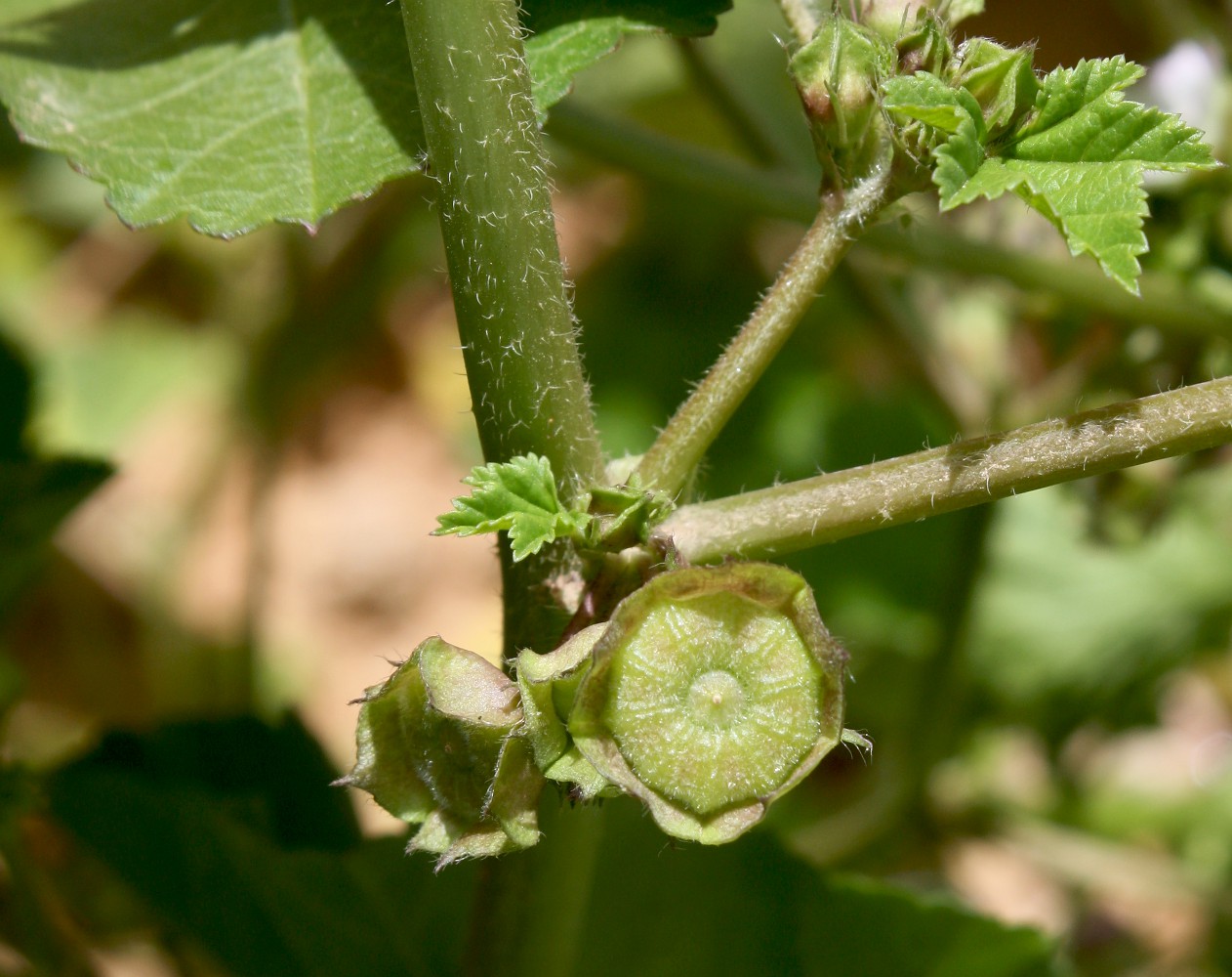 Image of Malva parviflora specimen.