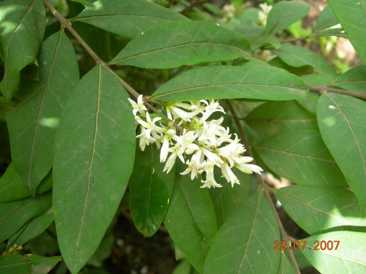 Image of Ligustrum yezoense specimen.