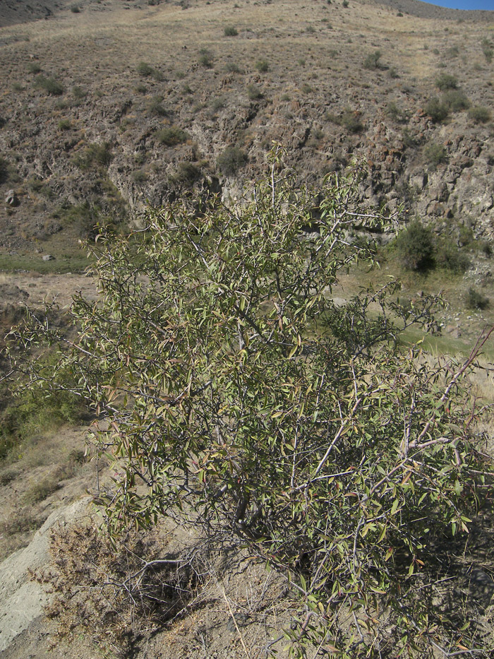 Image of Amygdalus fenzliana specimen.