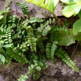 Asplenium trichomanes. Растение на каменной стене. Испания, Страна Басков, провинция Гипускоа, г. Сан-Себастьян, парк. 18.07.2012.