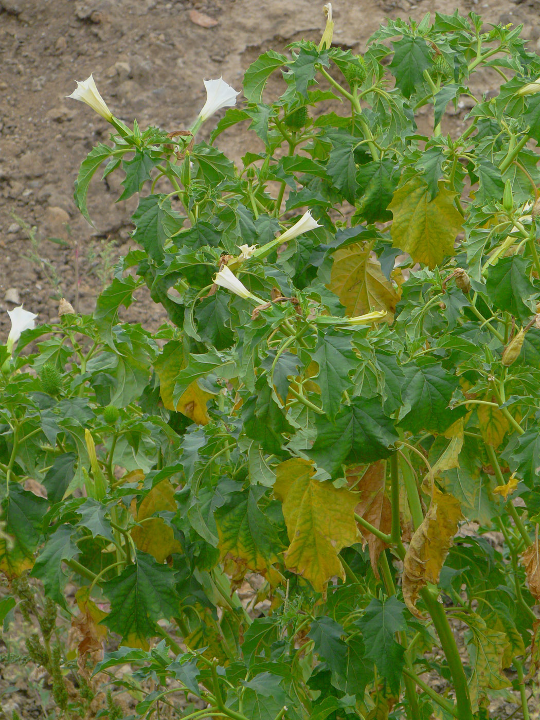 Image of Datura stramonium specimen.