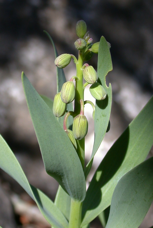 Image of Fritillaria persica specimen.