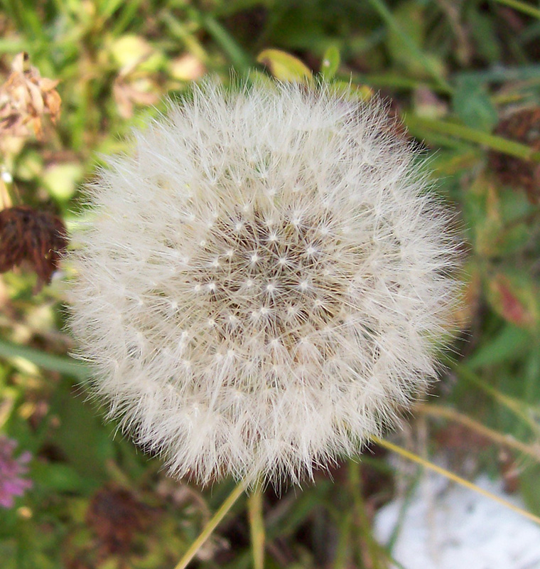 Изображение особи Taraxacum officinale.