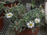 Townsendia minima