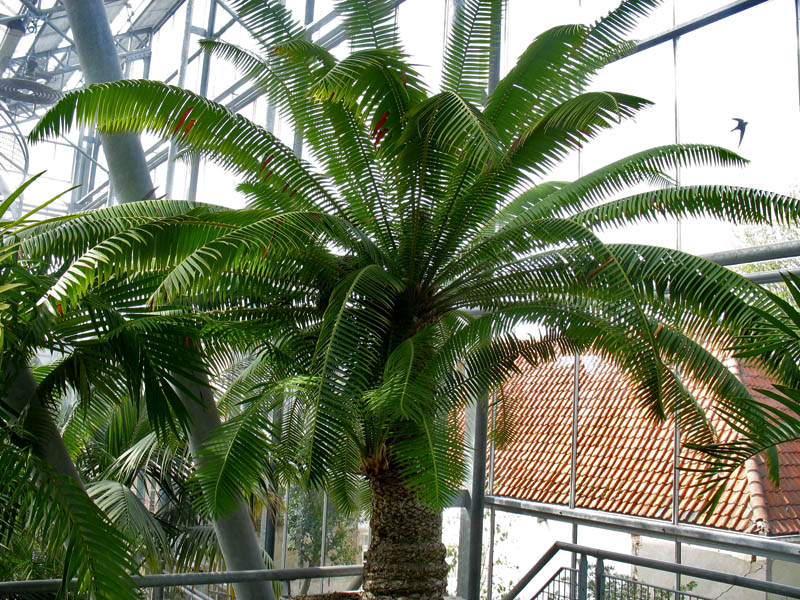 Изображение особи Dioon spinulosum.