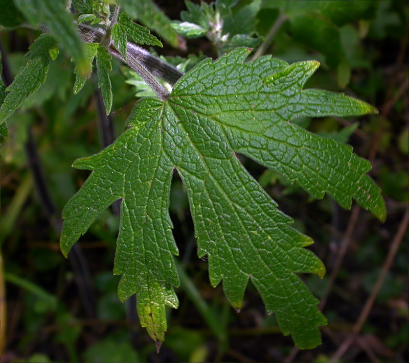 Изображение особи Leonurus quinquelobatus.