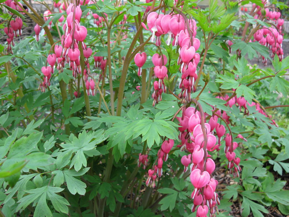 Изображение особи Dicentra spectabilis.