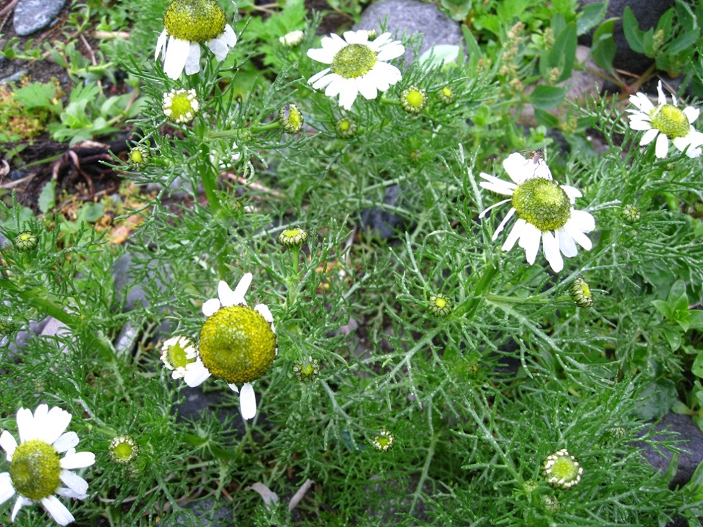 Image of Tripleurospermum tetragonospermum specimen.