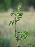 Glycyrrhiza echinata. Побег с соцветиями. Украина, Донецкая обл., Новоазовский р-н, НПП \"Меотида\", Кривая коса, песчано-ракушечниковая терраса. 06.06.2012.