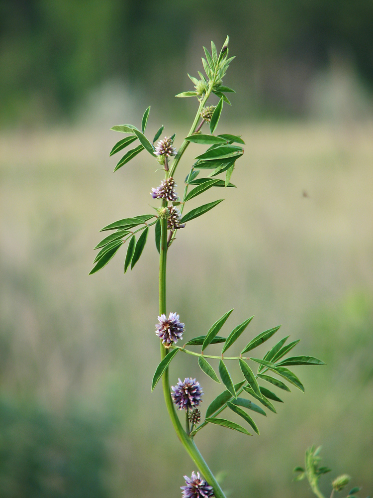 Изображение особи Glycyrrhiza echinata.