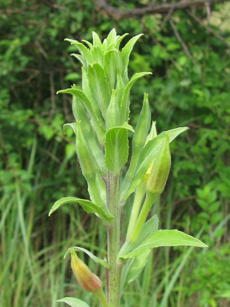 Image of Oenothera depressa specimen.