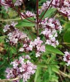 Origanum vulgare. Соцветия. Кыргызстан, северный берег озера Иссык-Куль, Григорьевское ущелье. 08.08.2011.