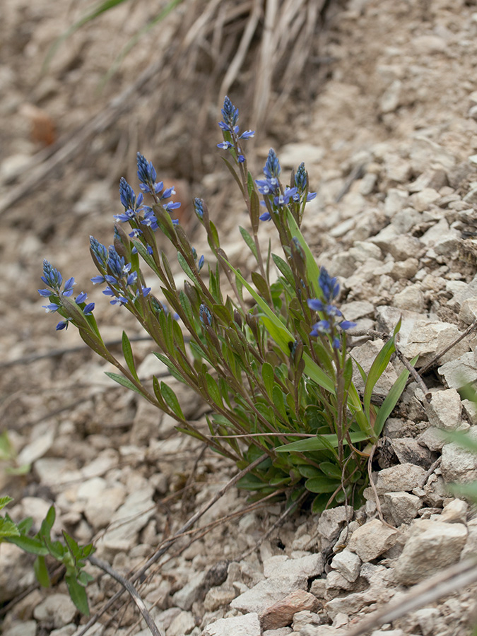 Image of Polygala amarella specimen.