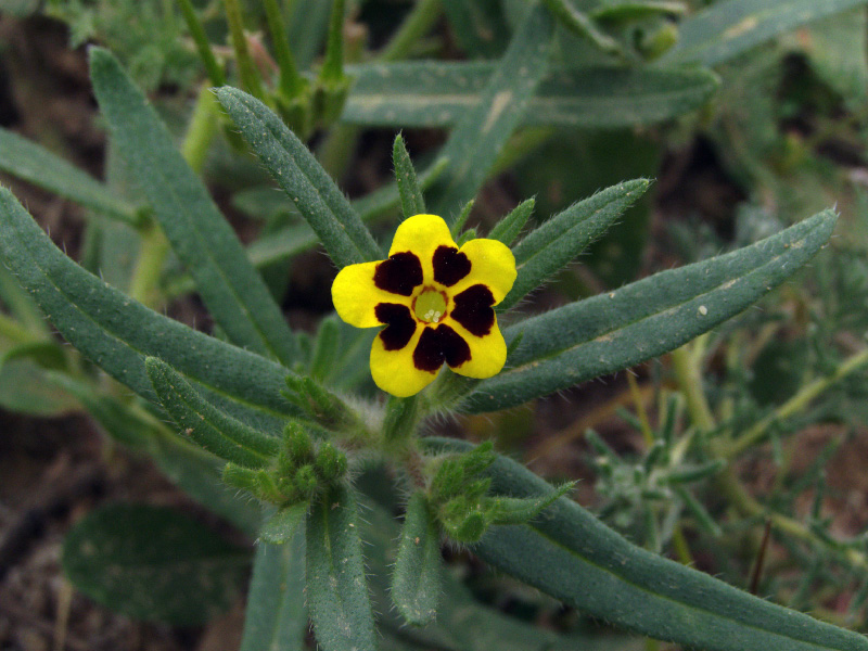 Изображение особи Arnebia coerulea.