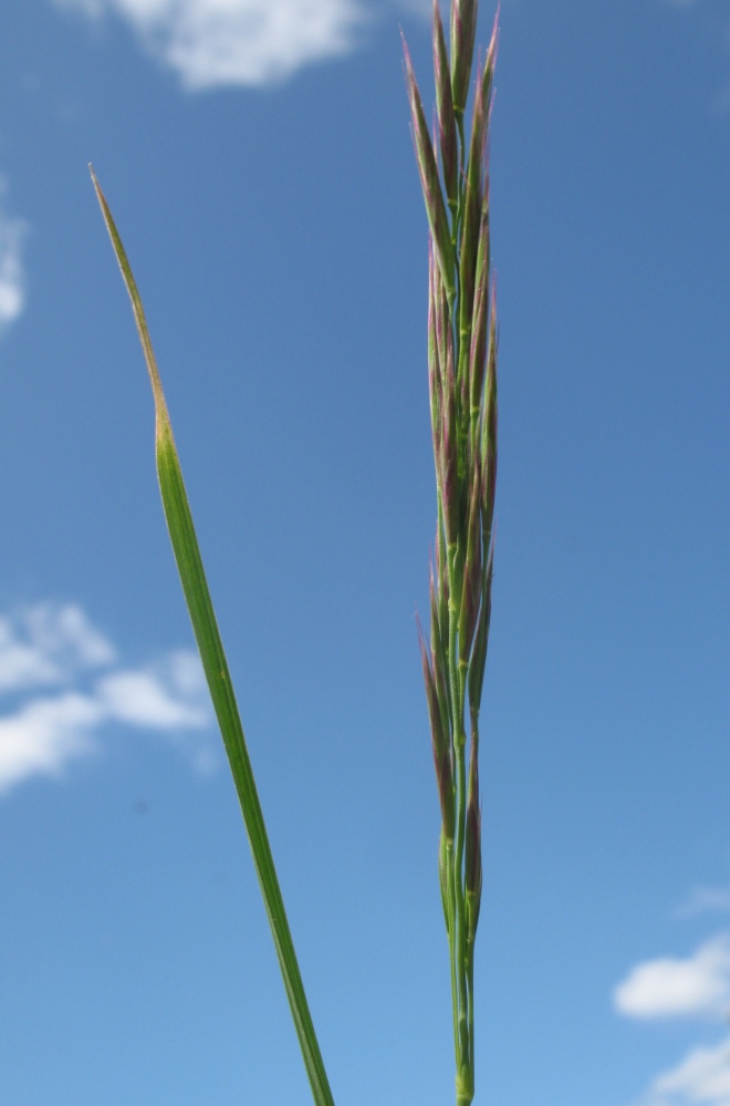 Image of Bromopsis erecta specimen.