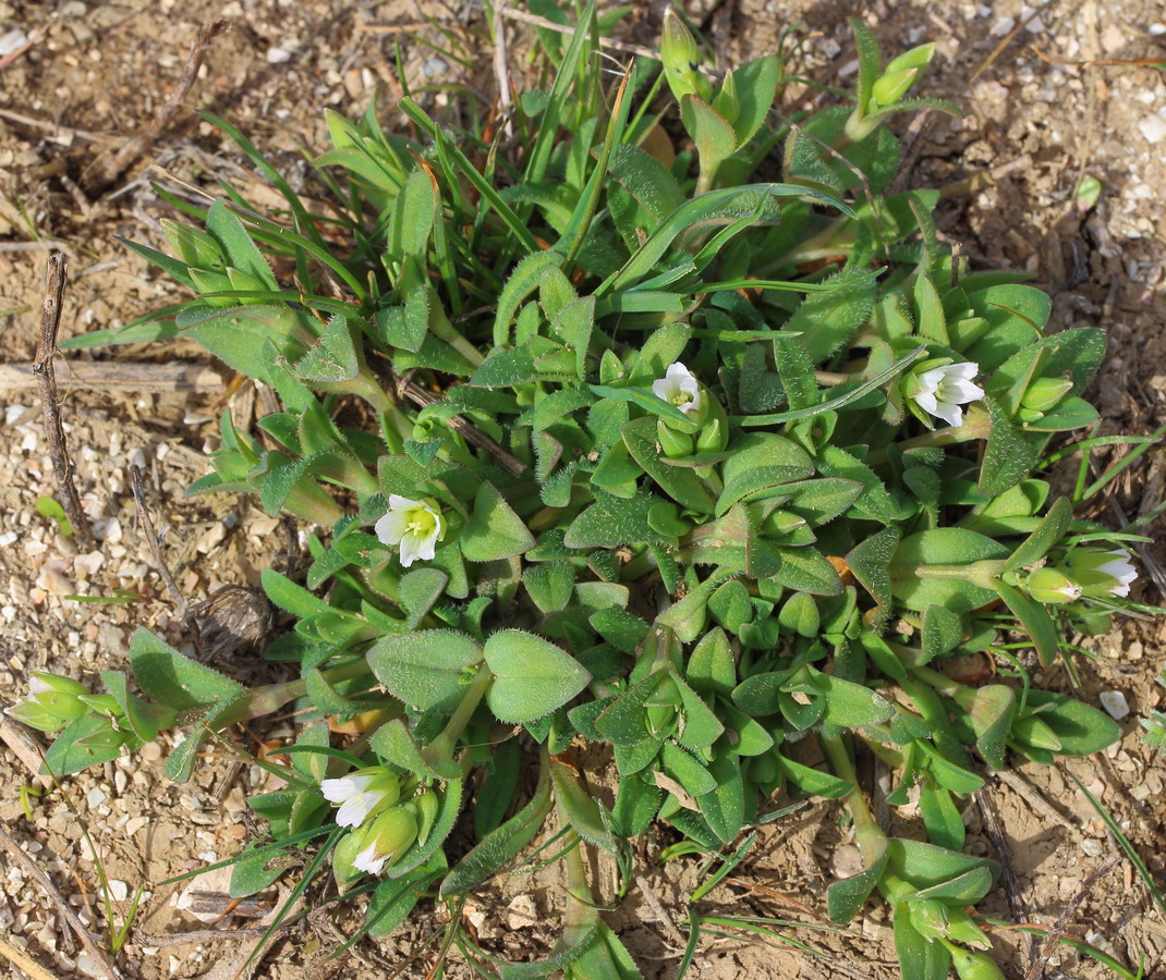 Image of Holosteum umbellatum specimen.