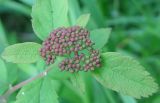 Spiraea betulifolia