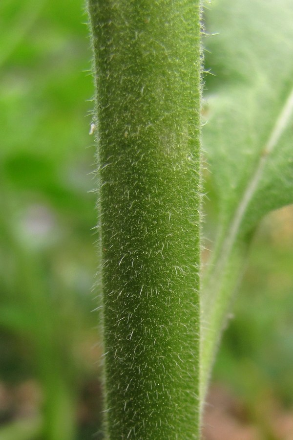 Image of Hesperis matronalis specimen.