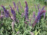 Salvia tesquicola