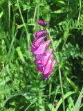 Gladiolus tenuis