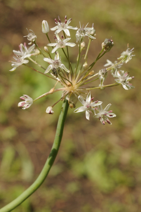 Изображение особи Allium saposhnikovii.