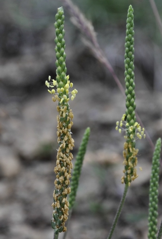 Image of Plantago capitellata specimen.