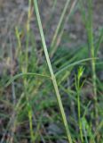 Stachys angustifolia