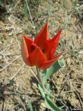 Tulipa suaveolens