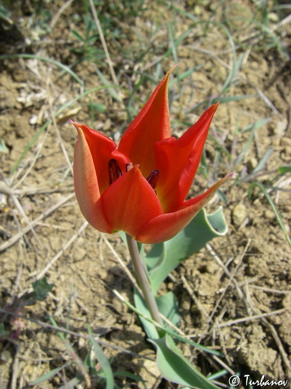 Изображение особи Tulipa suaveolens.