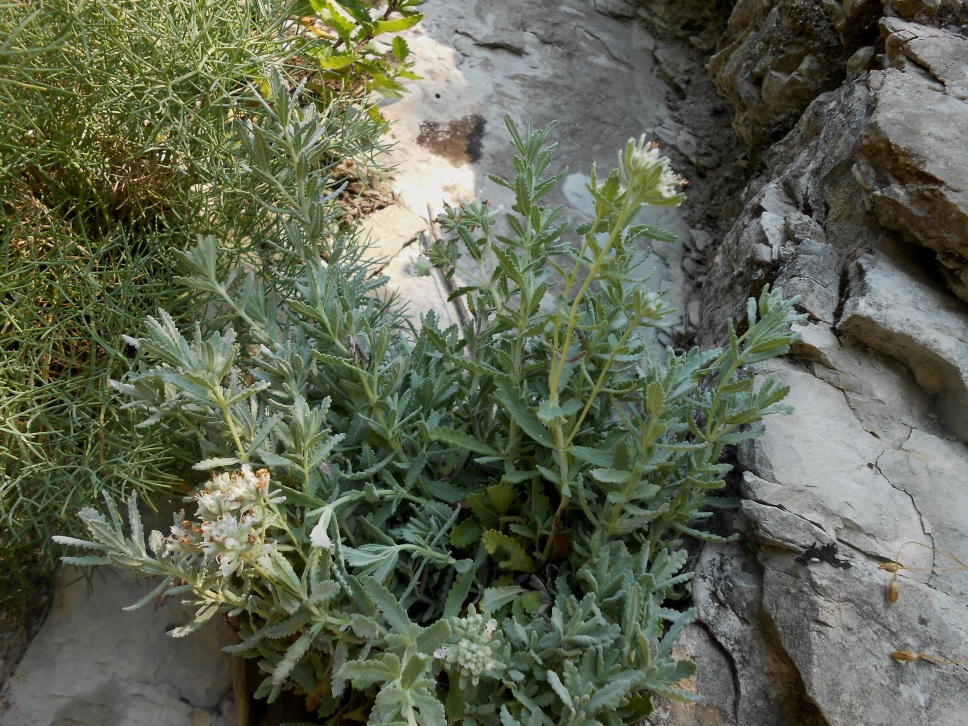 Изображение особи Teucrium capitatum.