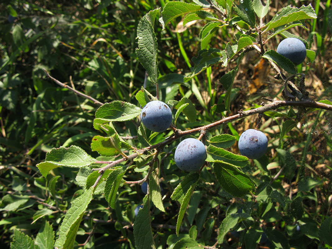 Изображение особи Prunus spinosa.