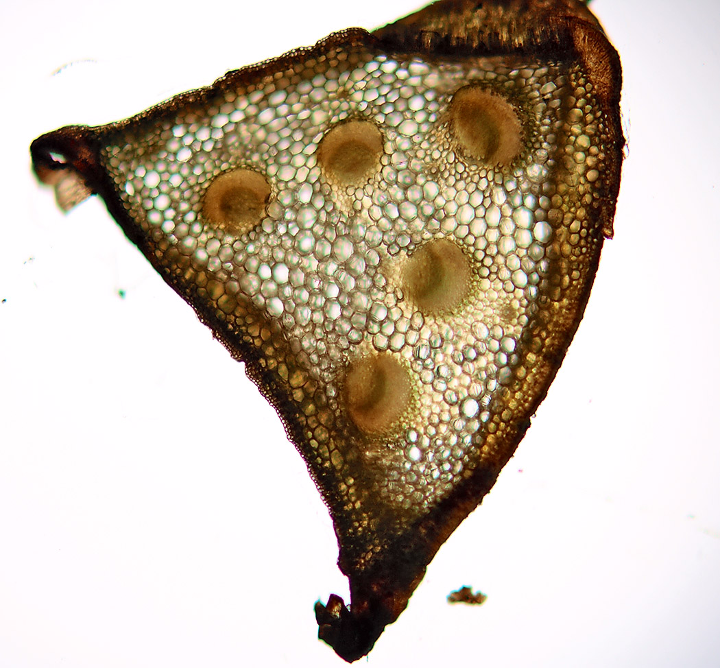 Image of Sanicula europaea specimen.