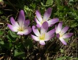 Colchicum speciosum