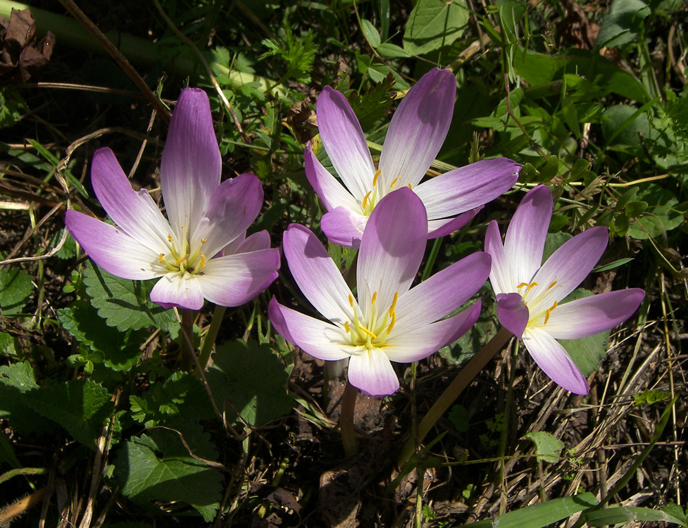 Изображение особи Colchicum speciosum.