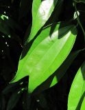 Cocculus laurifolius. Аномальный лист. Абхазия, г. Сухум, ботанический сад. 12.06.2012.