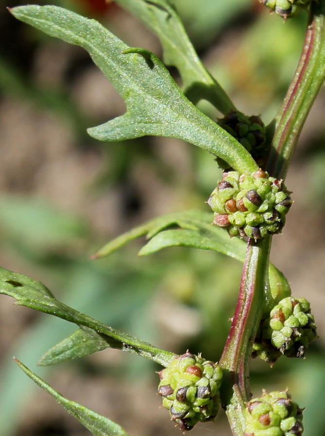 Image of Blitum virgatum specimen.