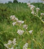 Lepidium latifolium