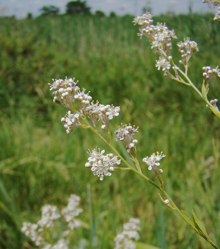 Image of Lepidium latifolium specimen.