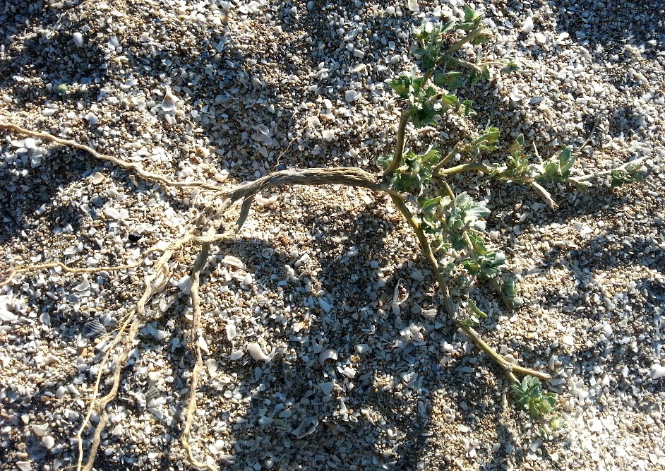 Image of genus Atriplex specimen.