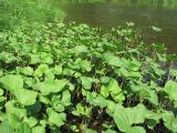 Petasites radiatus