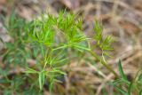 Cenolophium fischeri. Лист. Карелия, Лоухский р-н, окр. пос. Чкаловский, Белое море, о. Чернышёв. 15.06.2013.