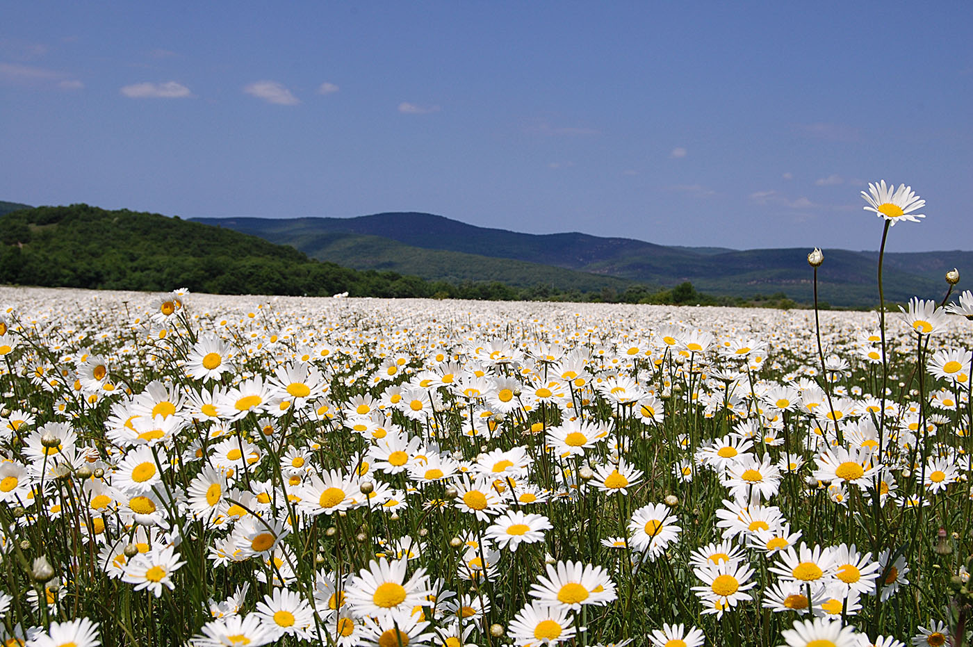 Image of Leucanthemum vulgare specimen.