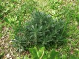 Ajuga iva