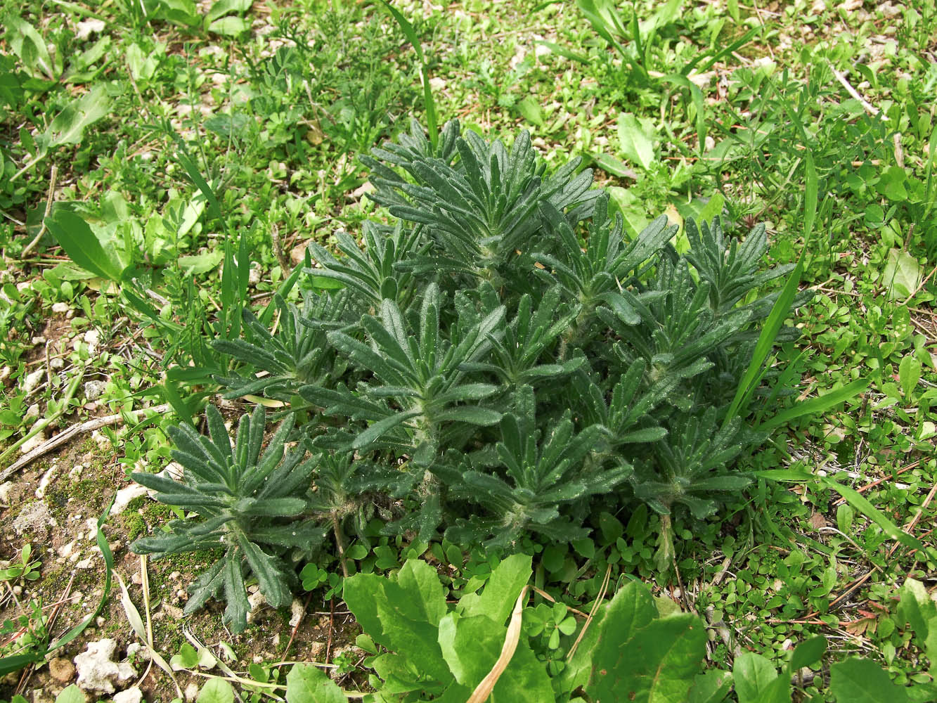 Image of Ajuga iva specimen.