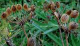 Heracleum leskovii